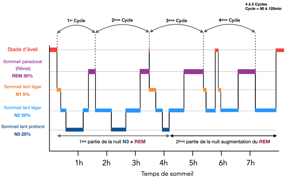 schema sommeil classique