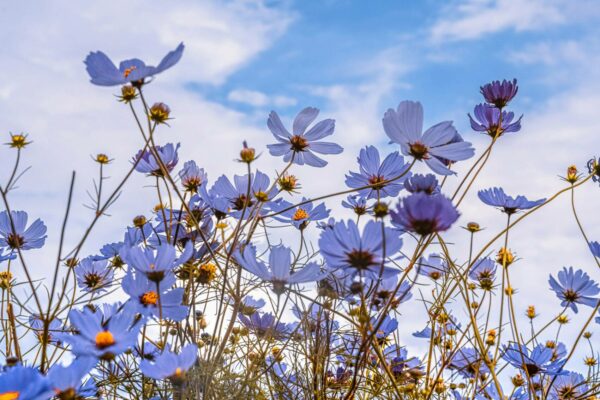 printemps