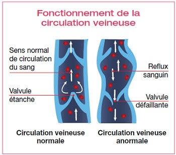 fonction circulation veineuse